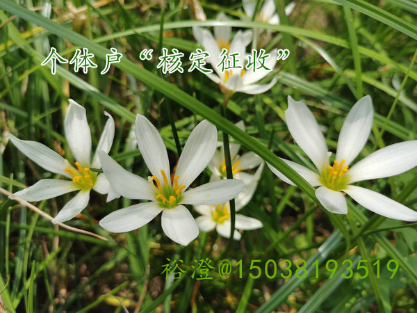 郑州注册可以“核定征收”的个体户裕