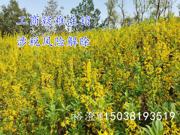 郑州办理疑难注销工商疑难注销税务疑难注销澄