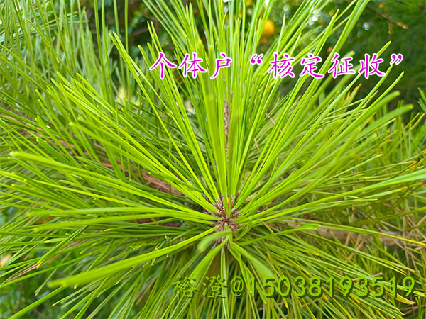 河南注册核定征收的个体户一年可以开多少票澄？