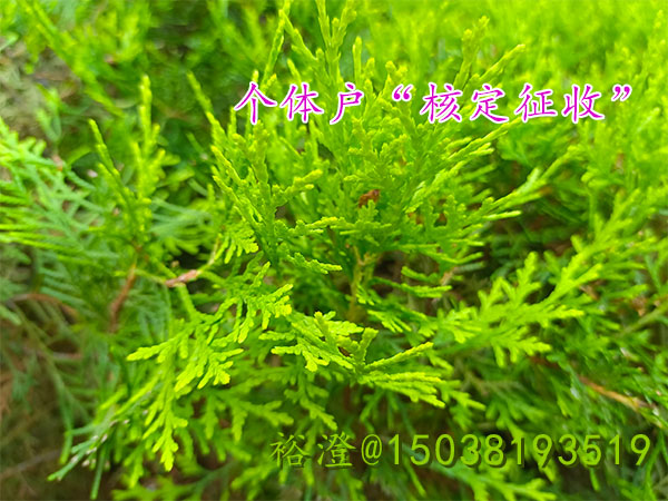 郑州有个体户核定征收的园区吗裕？