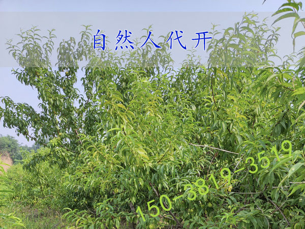 郑州自然人代开运输费物流费裕