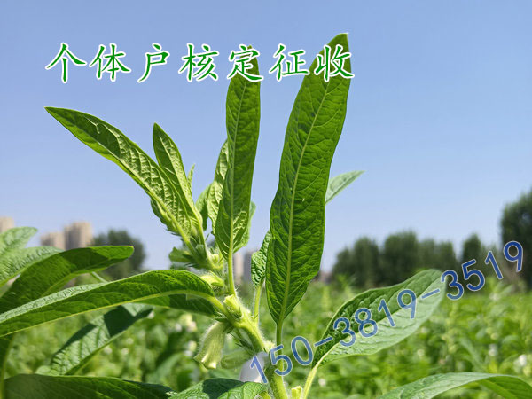 郑州注册核定征收的个体户企业执照澄