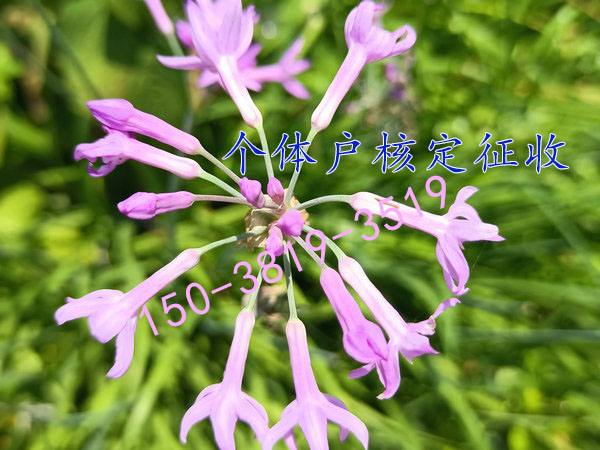 河南核定征收优惠政策自然人代开个税核定征收园区
