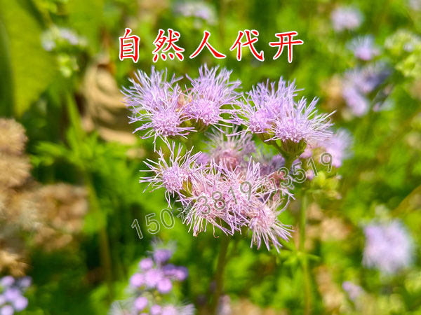 河南自然人代开新政策之2023年新变化
