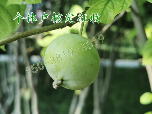 河南核定征收园区里核定征收好申请吗