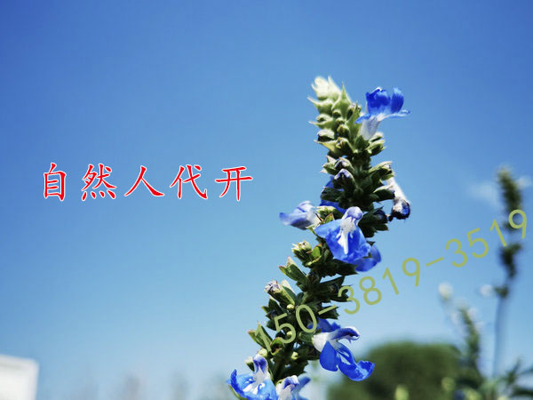 如何把“河南自然人代开”关键词的网站排名做到搜索结果有前面？