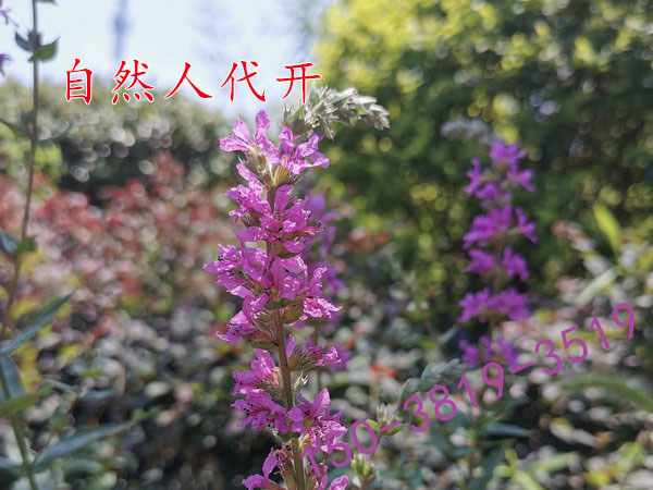 河南自然人代开优惠税率1.5%核定征收个人所得税园区