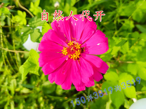 河南填写自然人代征开表格时需要注意什么？